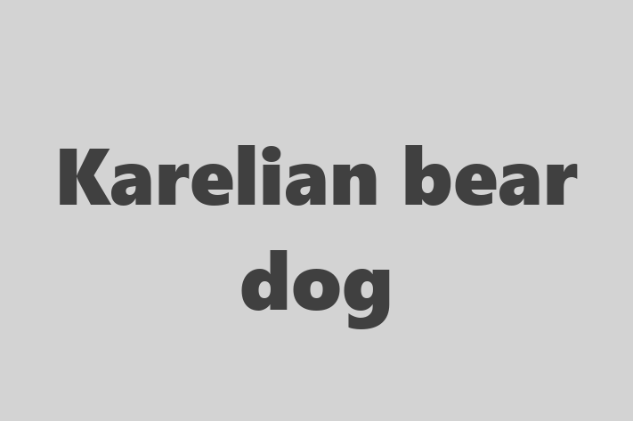 Karelian bear dog Dog for Sale in Rialto