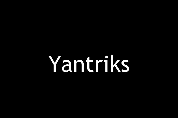 Software Development Company Yantriks