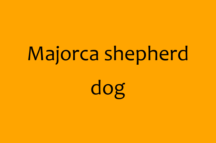 Dog Majorca shepherd dog for Sale in Denton