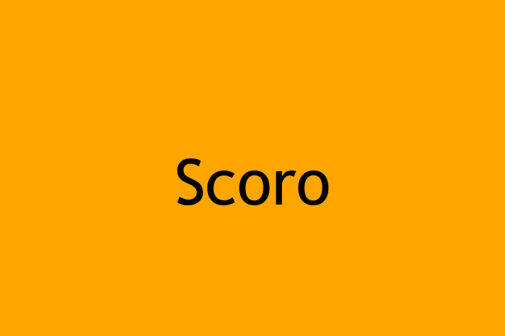 Application Development Company Scoro