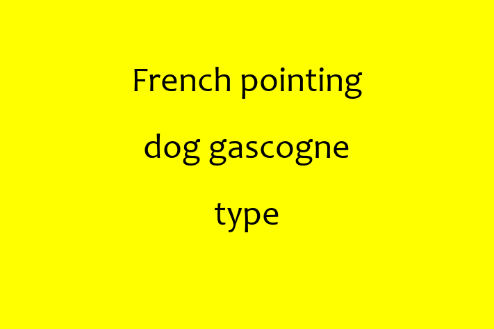 Adopt a French pointing dog gascogne type Dog in New York