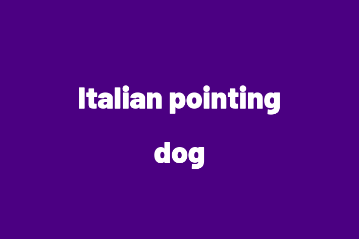 Italian pointing dog Dog for Sale in Bridgeport