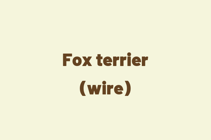 Fox terrier wire Dog for Sale in Reno