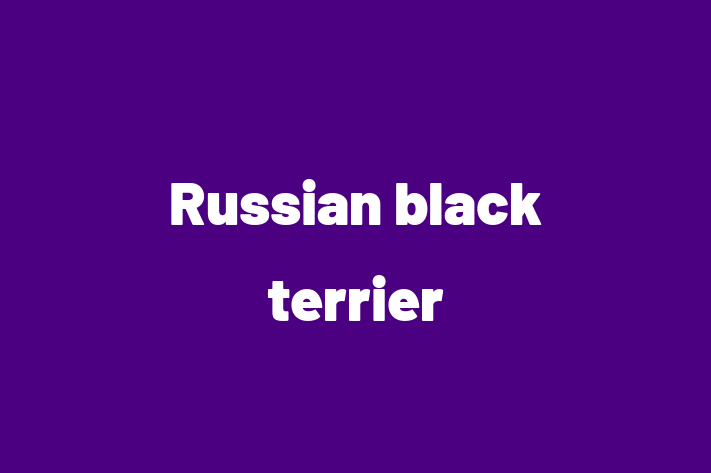 Russian black terrier for Sale in Overland Park