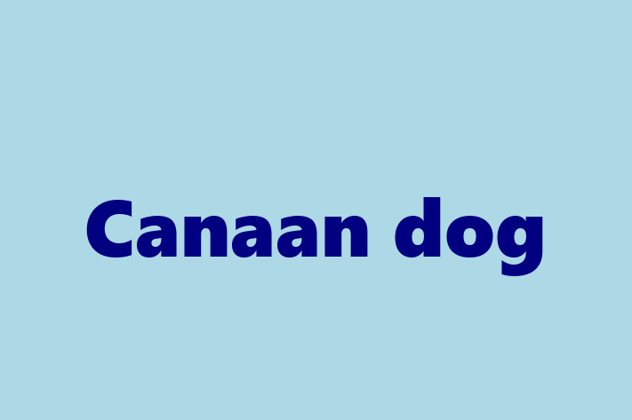 Adopt a Dog Canaan dog Available in Lowell