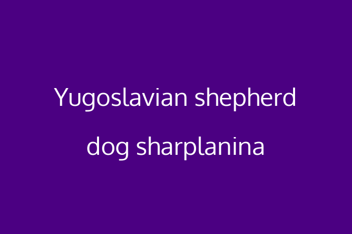 Yugoslavian shepherd dog sharplanina for Sale in Edinburg