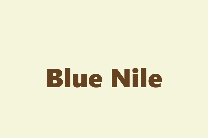 People Management Blue Nile