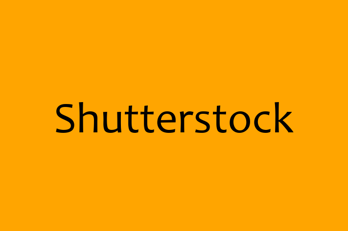 Software Development Company Shutterstock