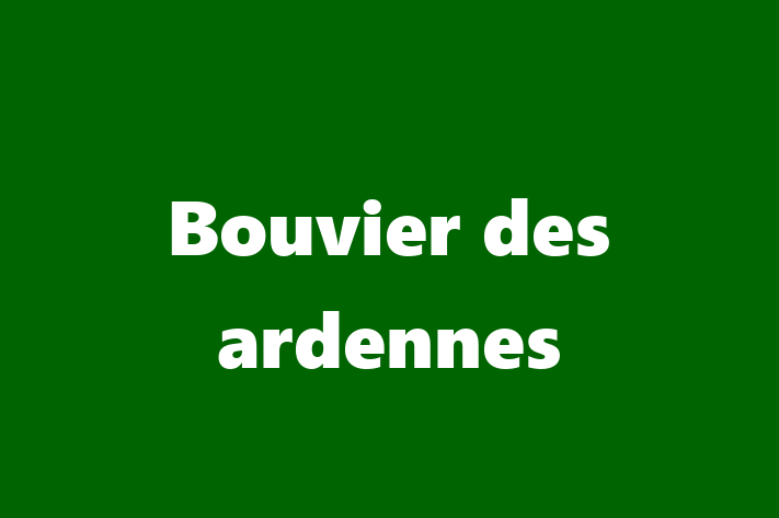 Adopt a Bouvier des ardennes Dog in San Diego