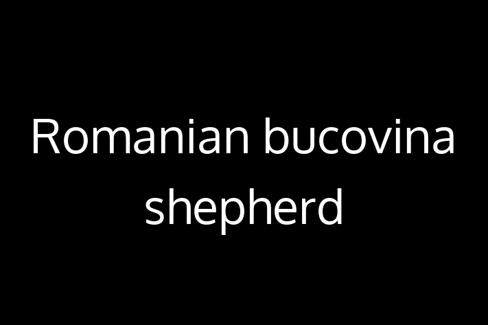 Romanian bucovina shepherd for Sale in Lexington