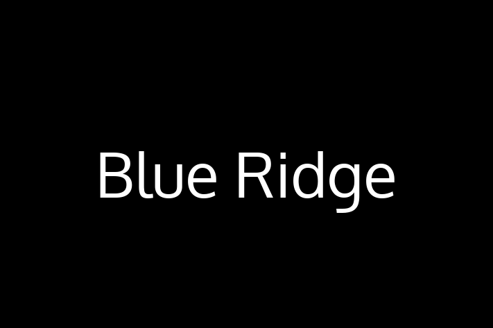 Software Solutions Provider Blue Ridge