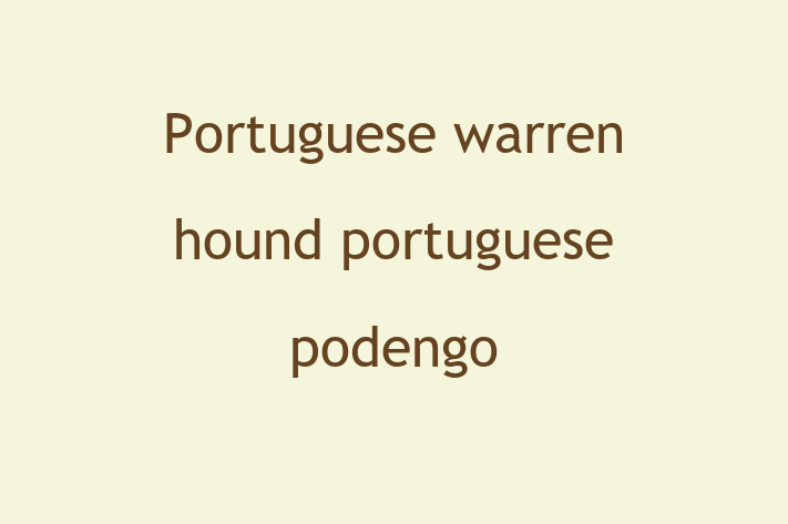 Portuguese warren hound portuguese podengo Dog Available Now in Simi Valley