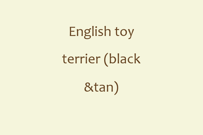 English toy terrier black tan Dog Available Now in Oceanside