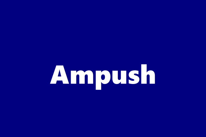 Software Engineering Company Ampush