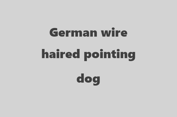 Dog German wire haired pointing dog for Sale in Sacramento