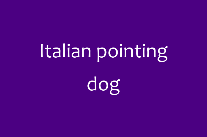 Dog Italian pointing dog for Sale in Birmingham