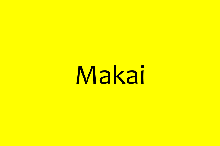 Software Engineering Company Makai