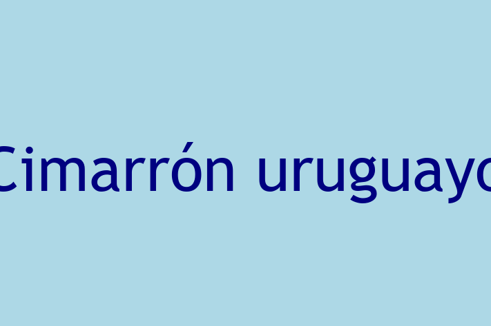 Cimarrn uruguayo Dog for Sale in Boston