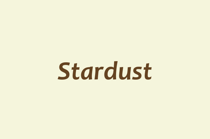 Human Resource Management Stardust