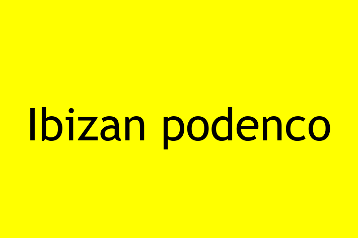 Find Your New Ibizan podenco Dog in Independence