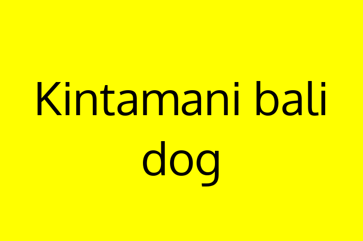 Adopt a Dog Kintamani bali dog Available in Winston Salem