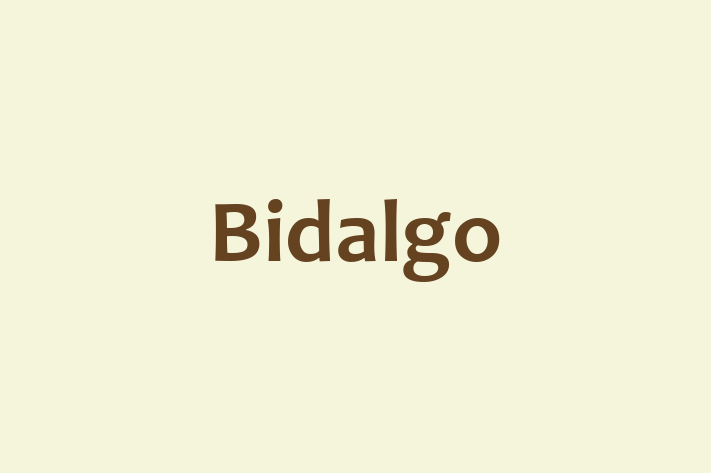 Technology Solutions Firm Bidalgo