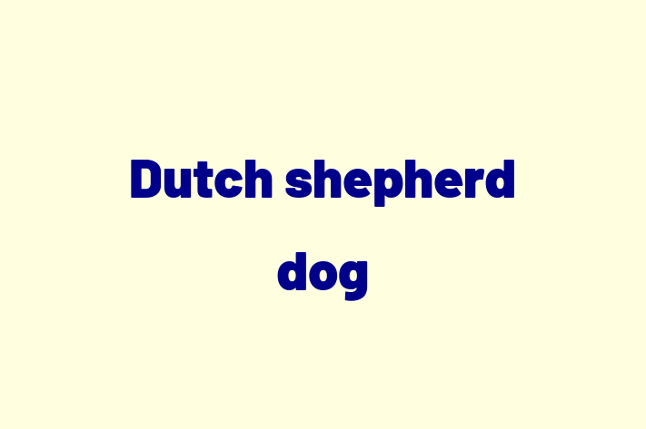 Adopt a Beautiful Dutch shepherd dog Dog in Roseville