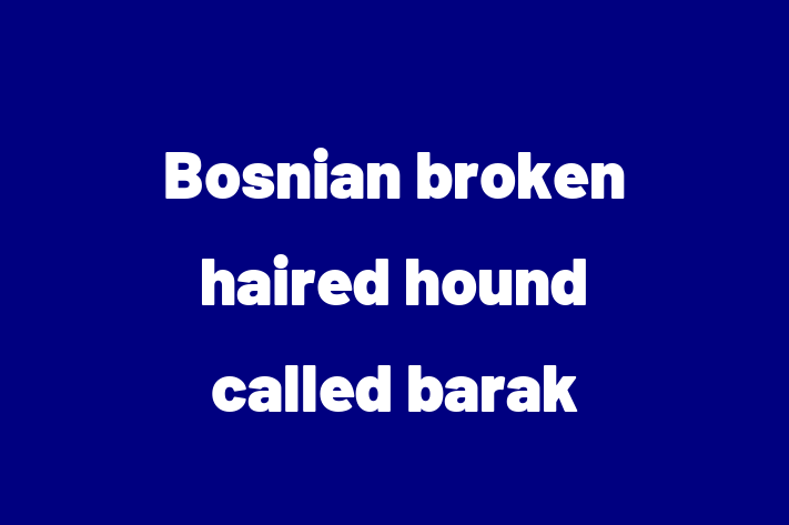 Dog Bosnian broken haired hound called barak for Sale in Santa Maria