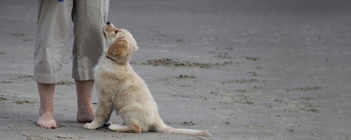 Personnel Management For the Love of Dogs Training