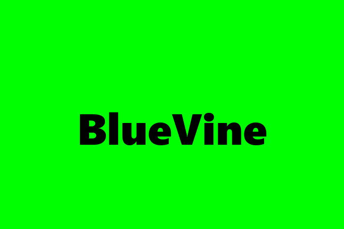 Application Development Company BlueVine