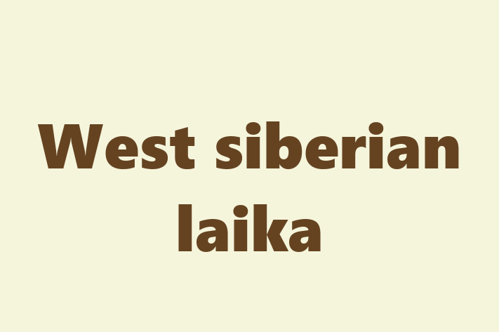 Find Your New West siberian laika Dog in Austin