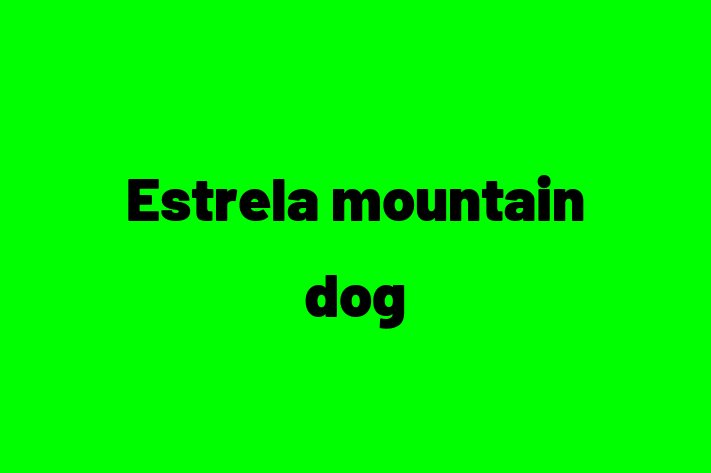 Adopt a Dog Estrela mountain dog Available in Chandler