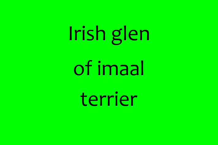 Adopt a Beautiful Irish glen of imaal terrier Dog in Spokane