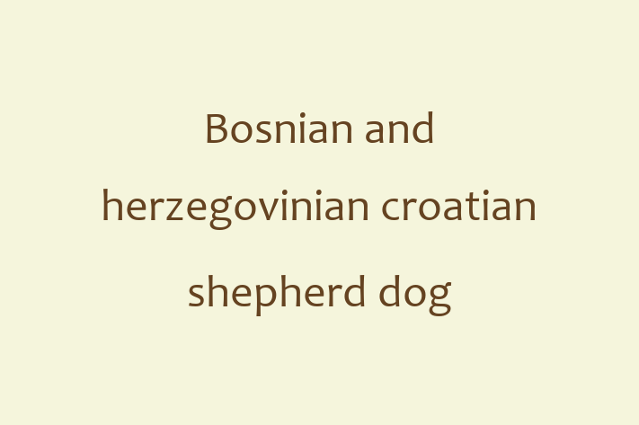 Bosnian and herzegovinian croatian shepherd dog Dog for Sale in New York