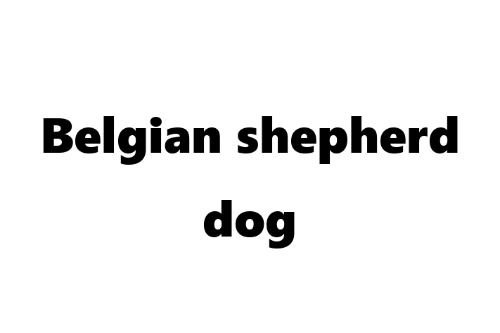 Belgian shepherd dog Dog Available Now in Murfreesboro