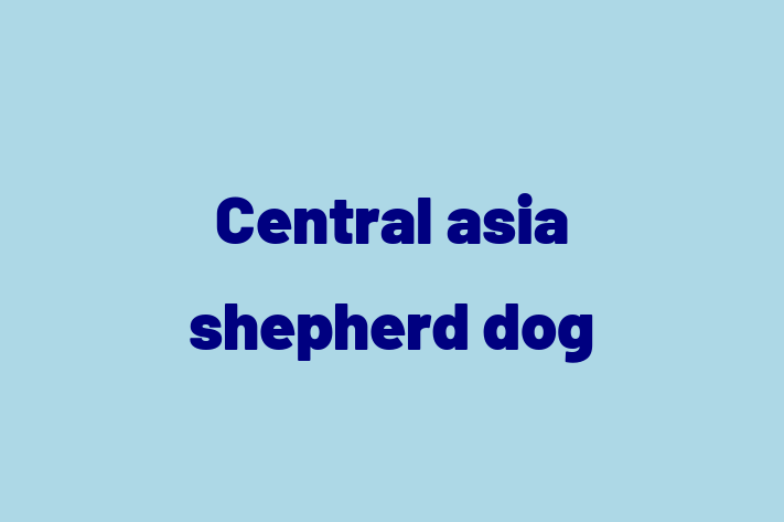 Find Your New Central asia shepherd dog Dog in Visalia