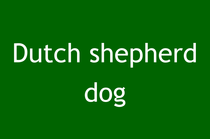 Dutch shepherd dog Dog Available Now in Newark