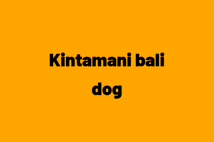 Kintamani bali dog for Sale in Oceanside