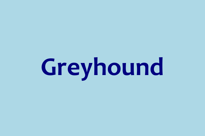 Greyhound Dog in El Monte Ready for a New Home