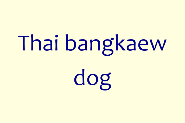 Find Your New Thai bangkaew dog Dog in New Orleans