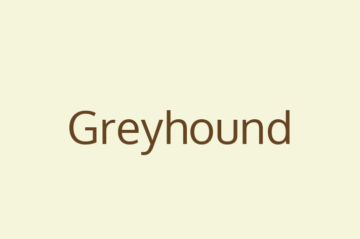 Greyhound Dog for Sale in Alexandria