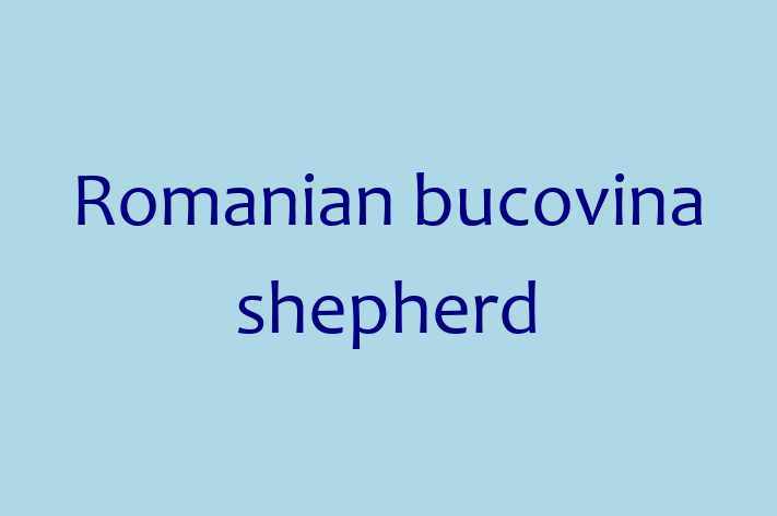 Romanian bucovina shepherd Dog in Gresham Ready for a New Home