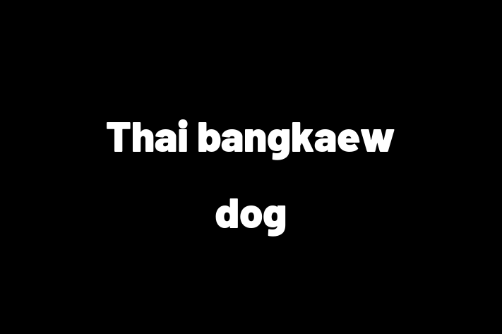 Adopt a Dog Thai bangkaew dog Available in Hartford