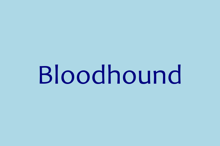 Find Your New Bloodhound Dog in Vista