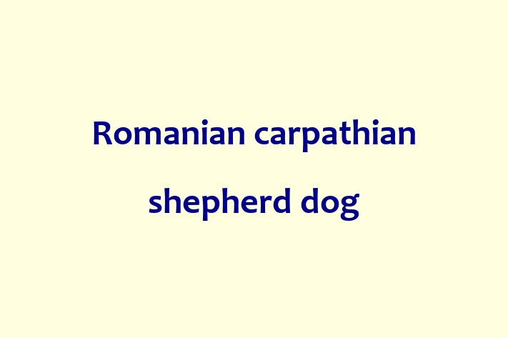 Find Your New Romanian carpathian shepherd dog Dog in Bridgeport