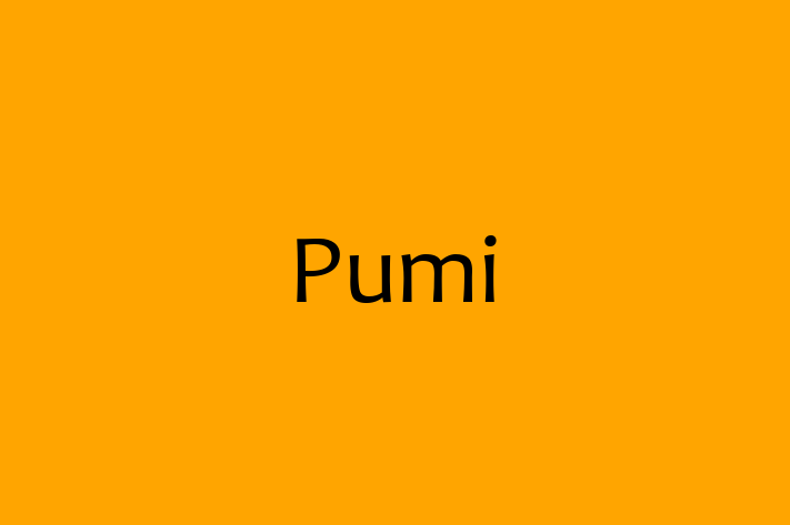 Pumi Dog Available Now in Grand Prairie