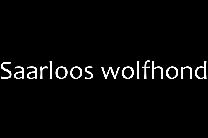 Saarloos wolfhond Dog in Pembroke Pines