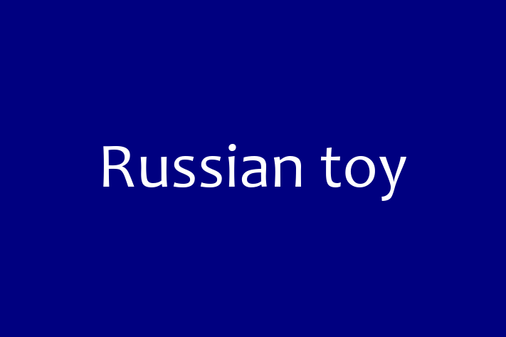 Adopt a Dog Russian toy Available in Hillsboro