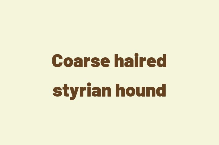 Coarse haired styrian hound Dog for Sale in Broken Arrow