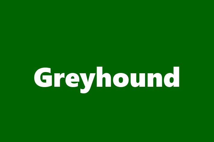 Adopt a Beautiful Greyhound Dog in Saint Paul